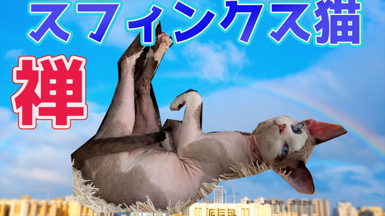 115:スフィンクス猫の要求