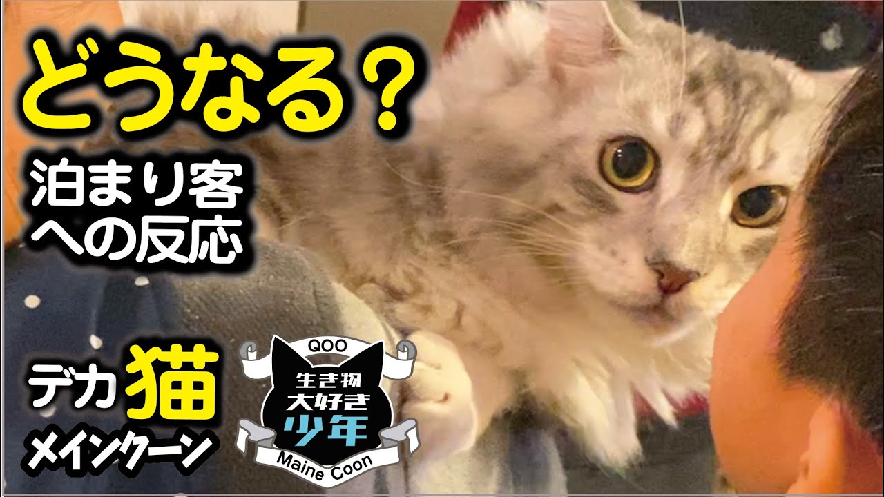 【メインクーン】泊まり客に心を開くまで。人見知り大型猫と仲良くなる方法。