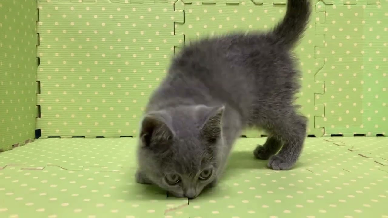 MR22112610 ブリティッシュショートヘアー男の子