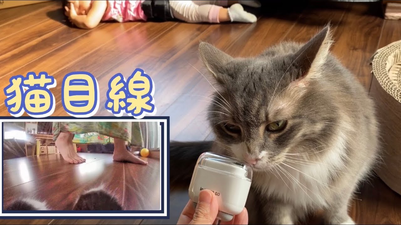目線カメラで娘の遊ぶ姿を撮影する猫　ラガマフィン　A one-year-old child playing from a cat's perspective