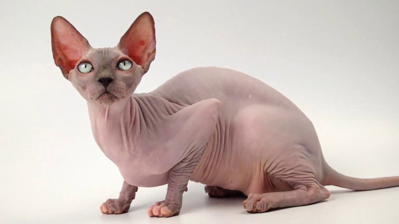 【世界の猫】裸んぼう猫スフィンクスの魅力を紹介します