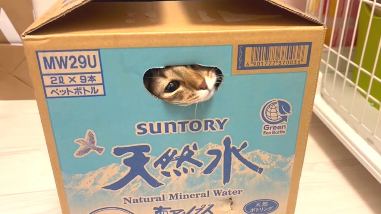 猫のモグラ叩きが可愛くて叩けません！【ソマリ】