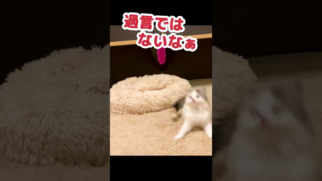 子猫の頃の映像と比較されて困る猫 #Shorts
