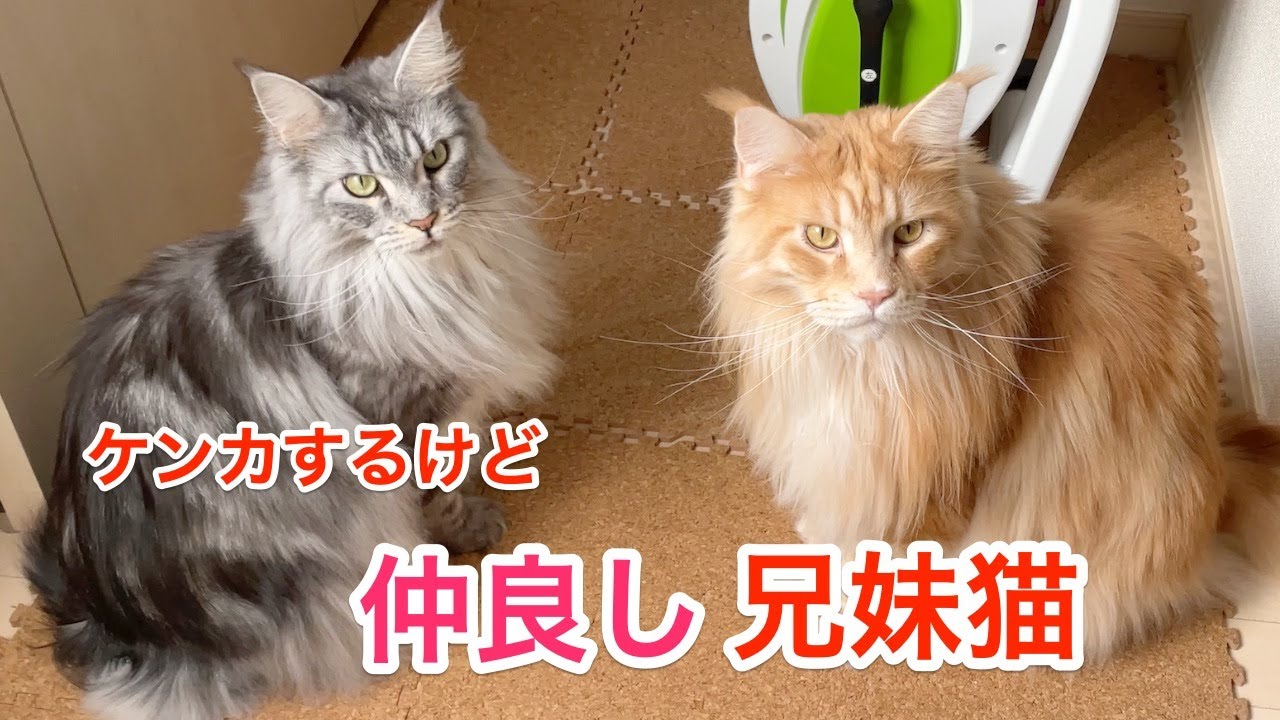 ケンカするほど仲が良い兄妹猫【大きい猫 メインクーン】