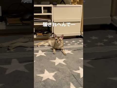 【シンガプーラ】セラ社長は【ちゅ〜る】大好き😄😬😙😁💖✨