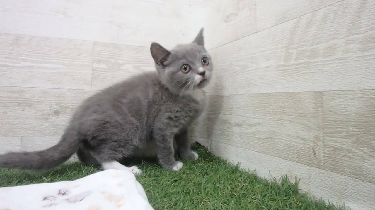 00612568 ブリティッシュショートヘアー