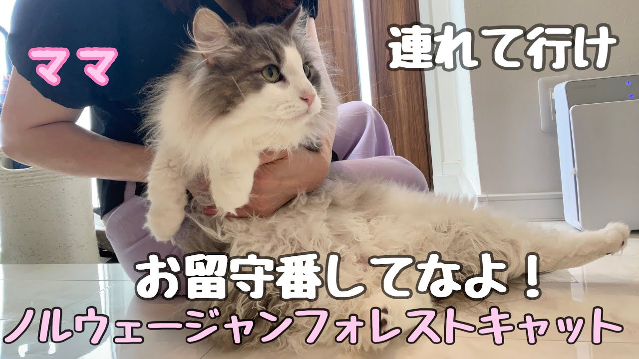 【ノルウェージャンフォレストキャット】先輩猫と甘えん坊猫の１週間はこんなことになる！