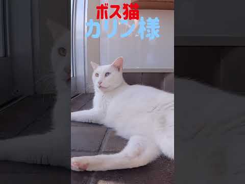 港のボス猫カリン様‼️超強烈な唸り走り Ferocious cat #shorts
