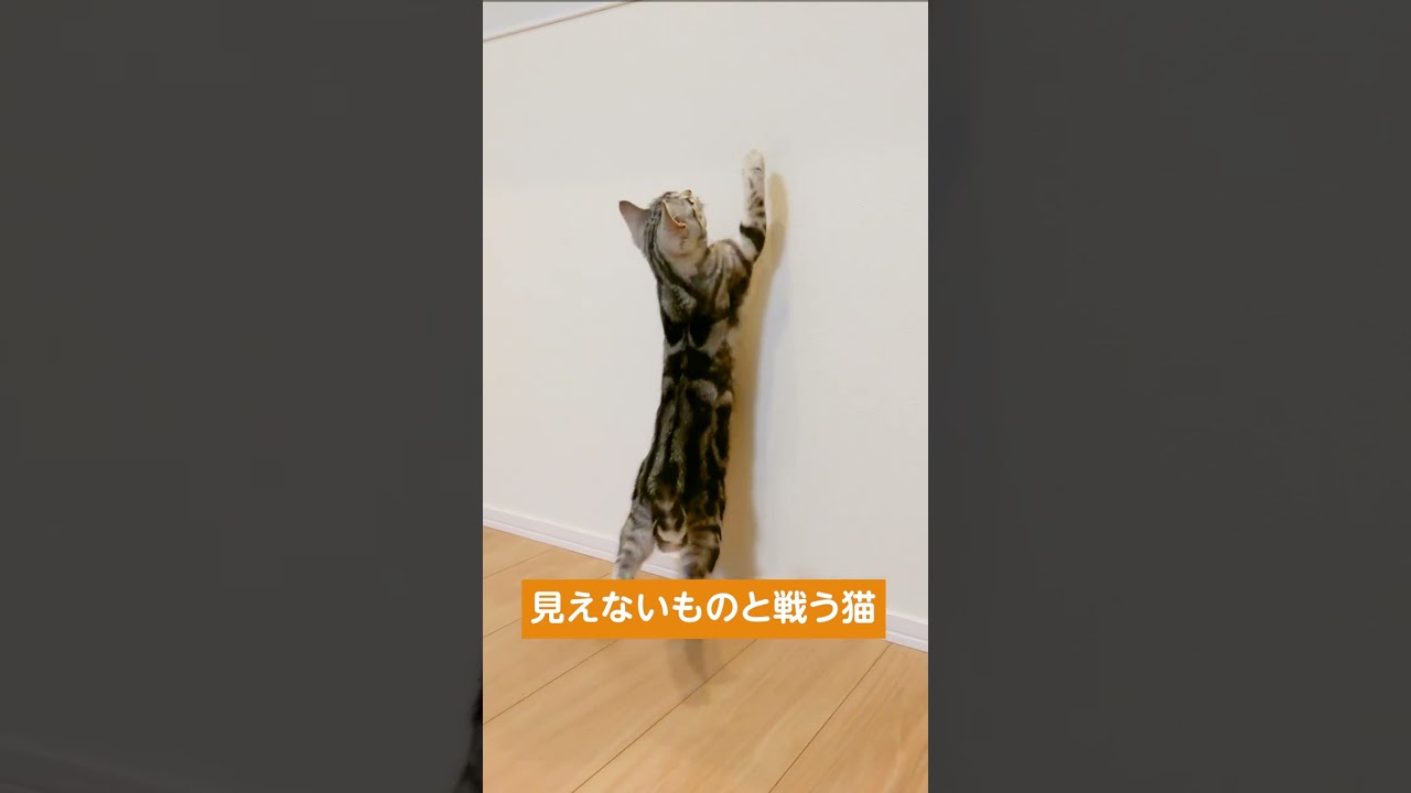 見えない敵と戦う子猫【アメリカンショートヘアー】  #shorts #ねこのいる生活 #ねこ