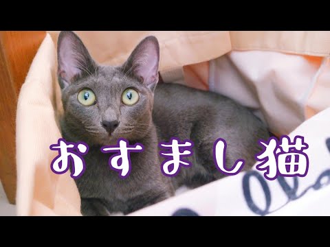 トートバッグの中で寛ぐ子猫とお話したよ💕