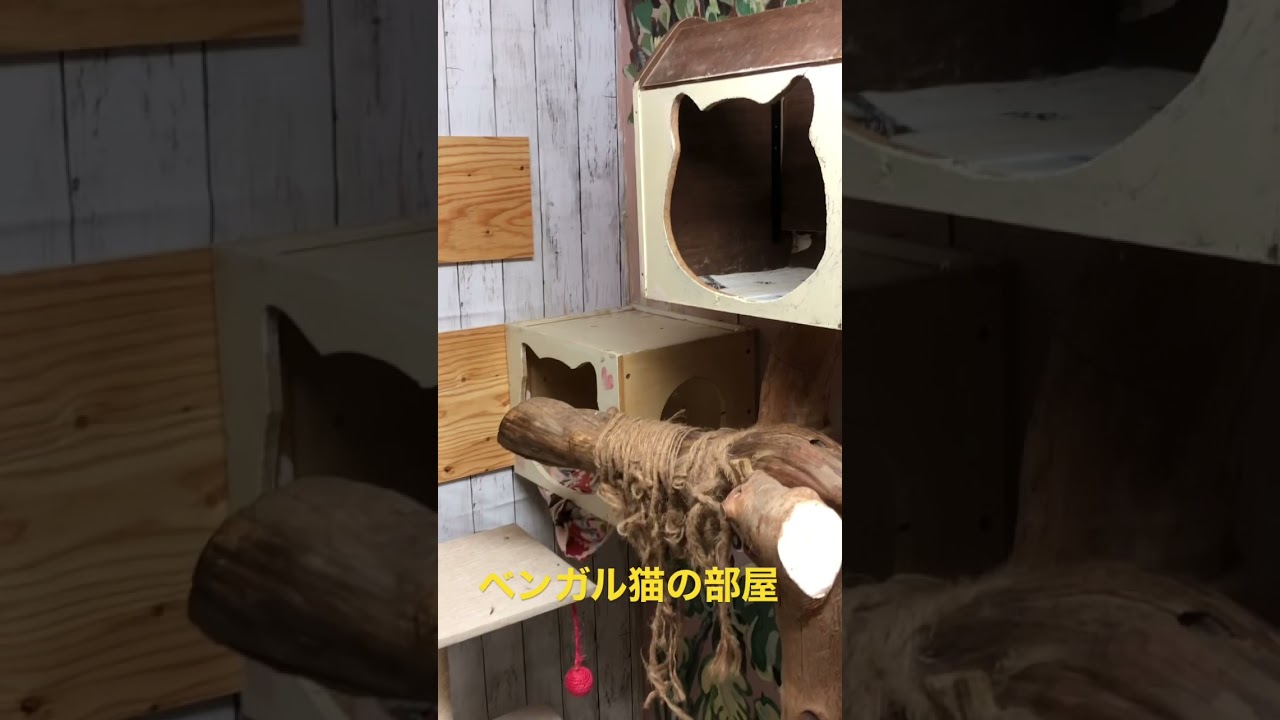 ベンガル猫の部屋デス、スノーベンガルのアーサー君