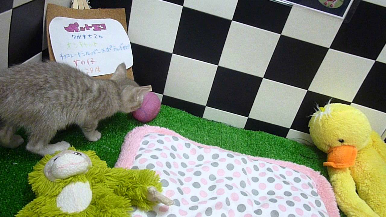オシキャット♪女の子♪チョコシルバースポテッドタビー♪11/28生♪