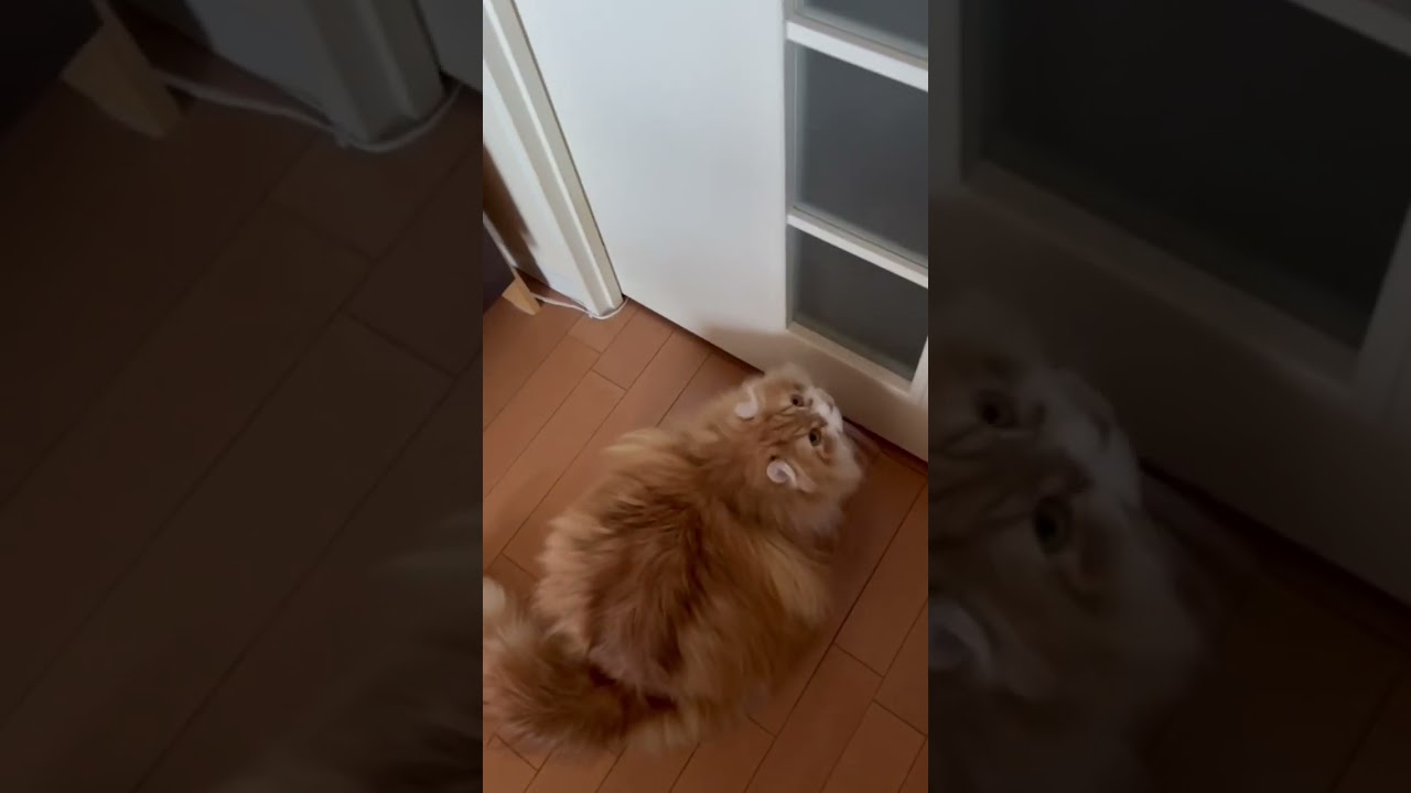 ドアの向こうにも猫 #shorts  #猫 #アメリカンカール #cat