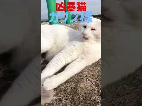 あの凶暴猫のカリン様が大好きなボンボンに甘え声 Ferocious cat #shorts