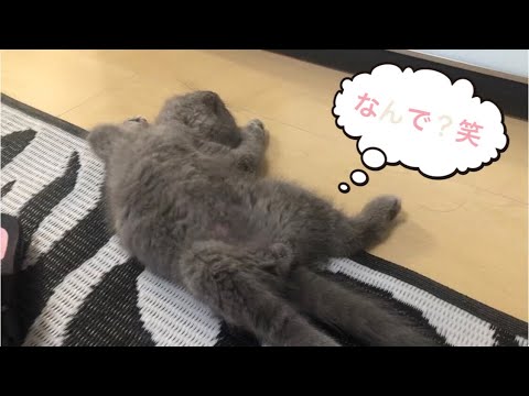 子猫の大福にキャットトンネル買ってみた♪ ブリティッシュショートヘア 生後３ケ月