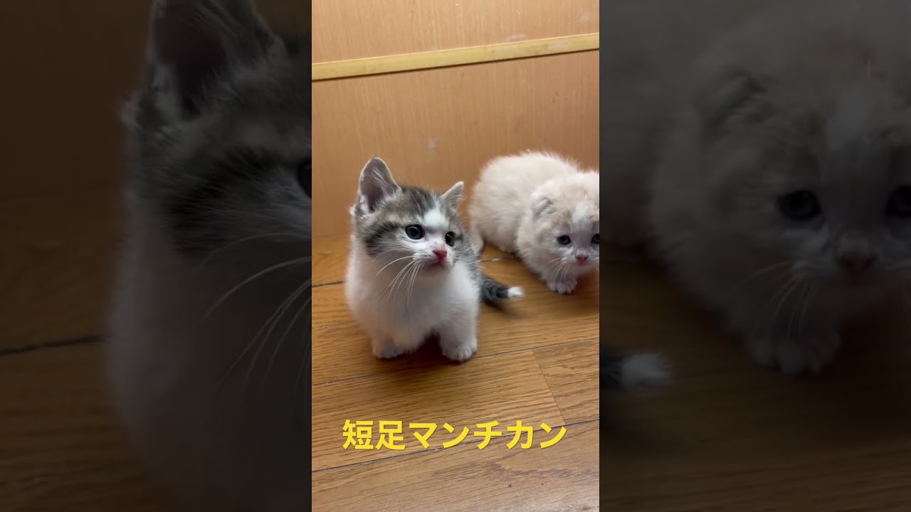 短足マンチカン可愛いベビー　　可爱的芒奇金小猫Kě'ài de máng qí jīn xiǎo māo