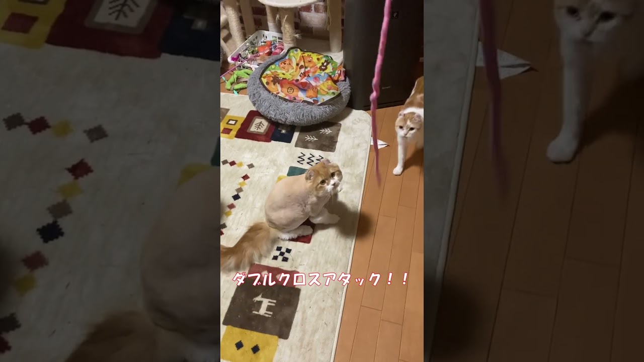 ダブルクロスアタック失敗(笑) #shorts  #猫 #アメリカンカール #cat