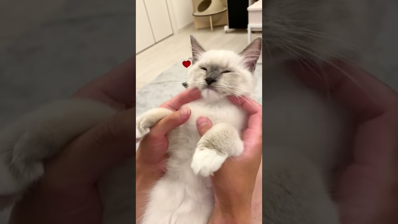 ラグドールの子猫と先住猫の反応違いすぎでしょwwww  #shorts