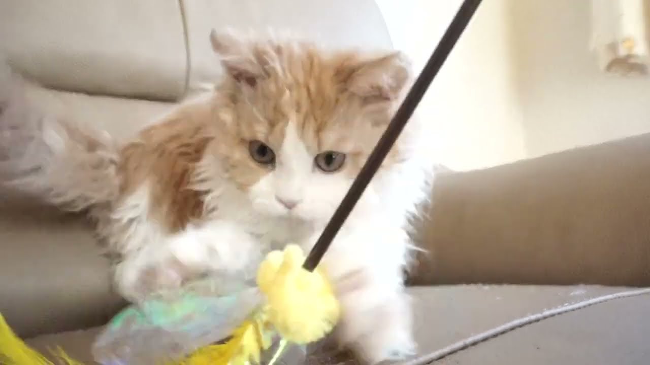 セルカークレックス子猫　2022.9.30産まれ 　レッド＆ホワイト　ロング　女の子　シーダキャット猫のお店