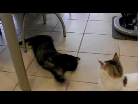 エジプシャンマウのスモ　ヒップホップダンス