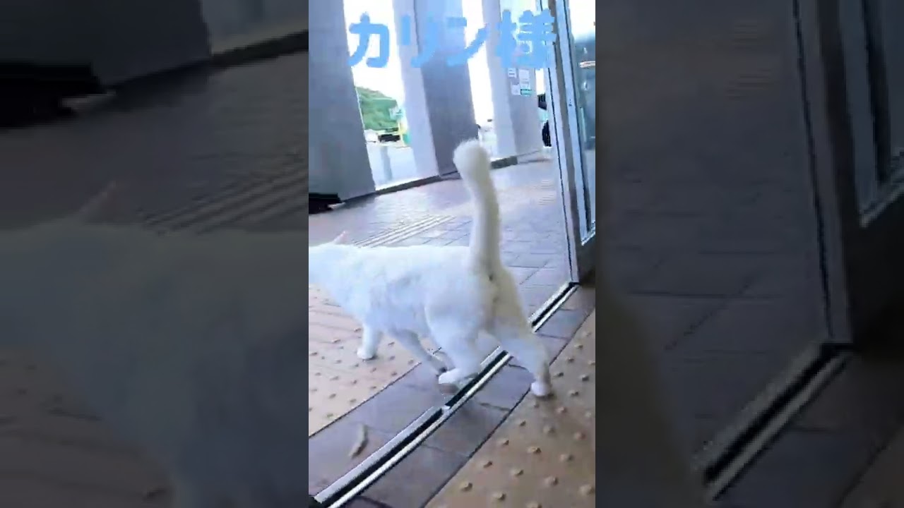 港のボス猫カリン様‼️18:00に待合室を出されます Ferocious cat #shorts