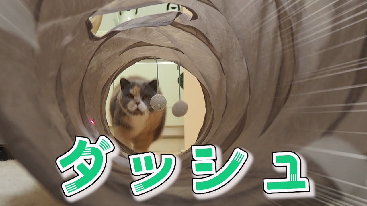 運動嫌いの猫が全速力で走り抜ける！！｜セルカークレックス｜ブリティッシュショートヘア
