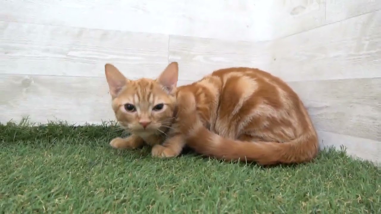 Coo&RIKU　No00610335 アメリカンショートヘアー