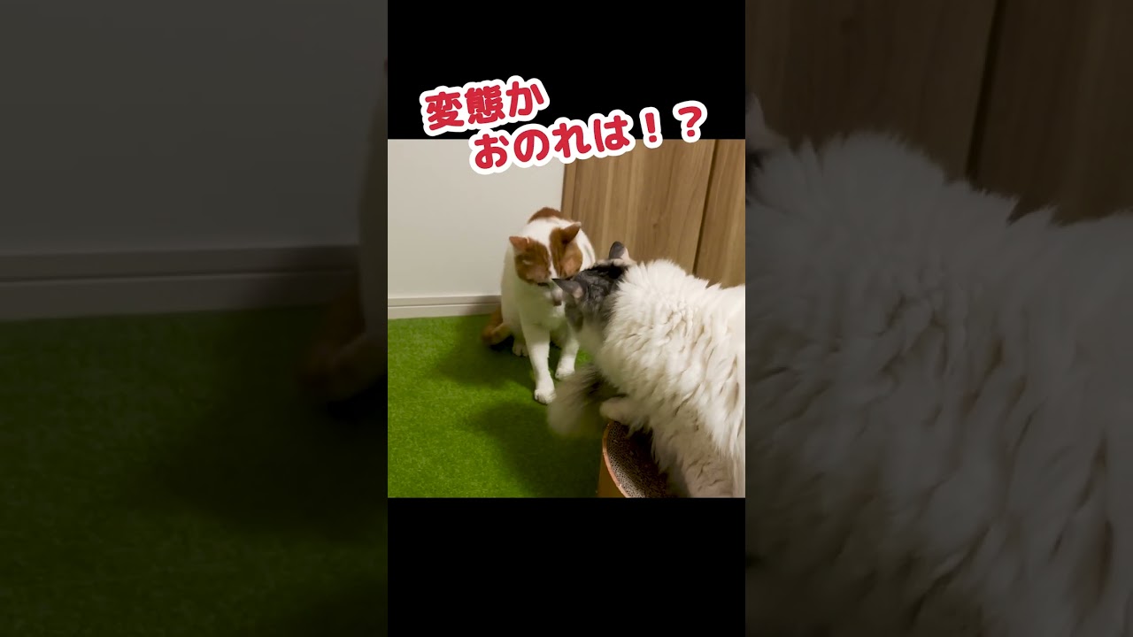 つくしの匂いを嗅ぎたい師匠 #Shorts