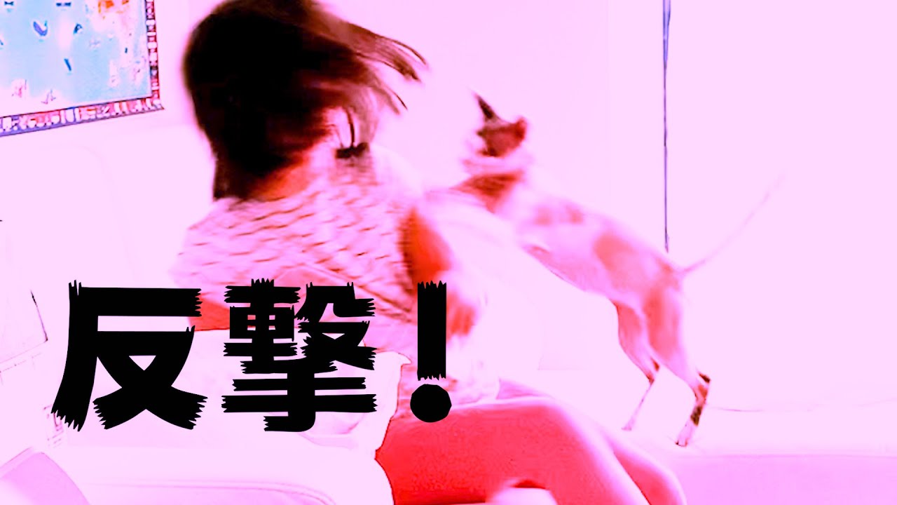 151:子供に反撃するスフィンクス猫
