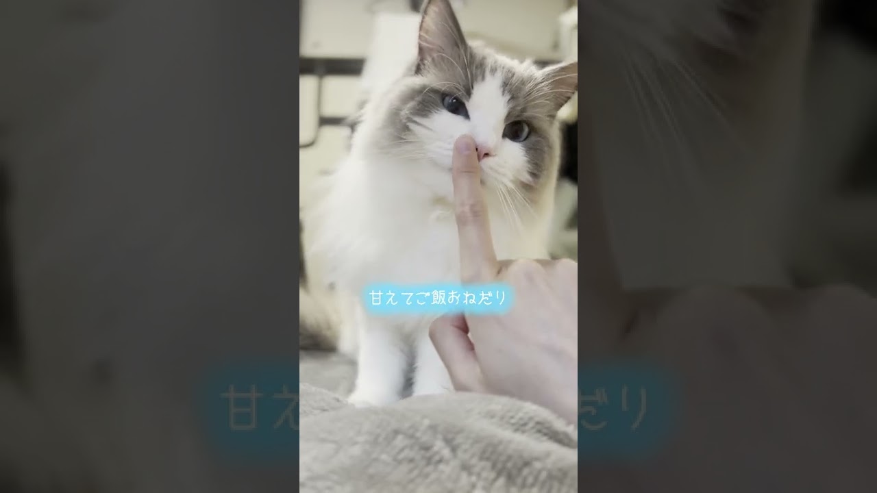 ラグドール猫の1日【かわいい】#shorts