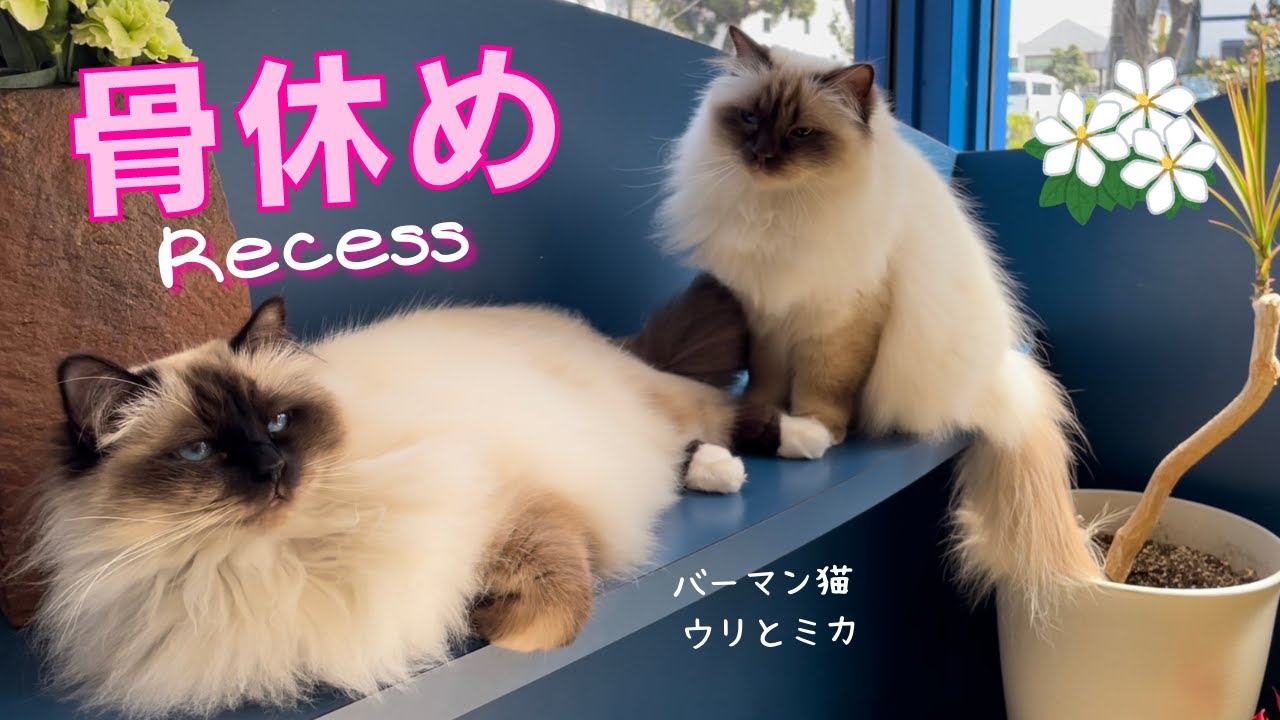 バーマン猫ウリとミカ【骨休め】Recess（バーマン猫）Birman/Cat