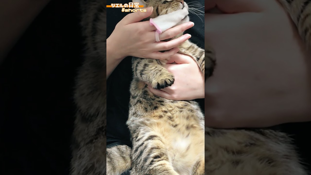 初めての歯磨きに大苦戦　/キンカロー　マンチカン×アメリカンカール　#Shorts