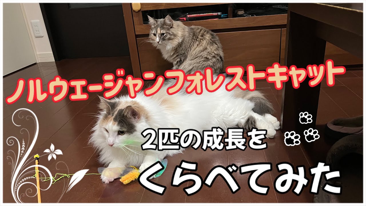 2匹のノルウェージャンフォレストキャットの成長過程を比較（お迎え～１歳になるまで）