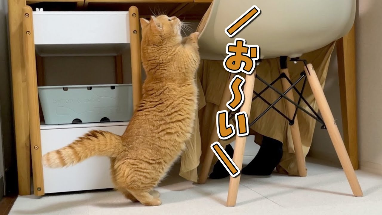 作業中の飼い主にかまってほしい猫のアピールが可愛すぎる！