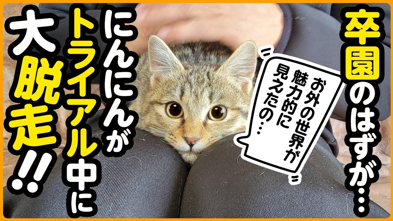 【脱走！】トライアル中に子猫が脱走してしまいました...