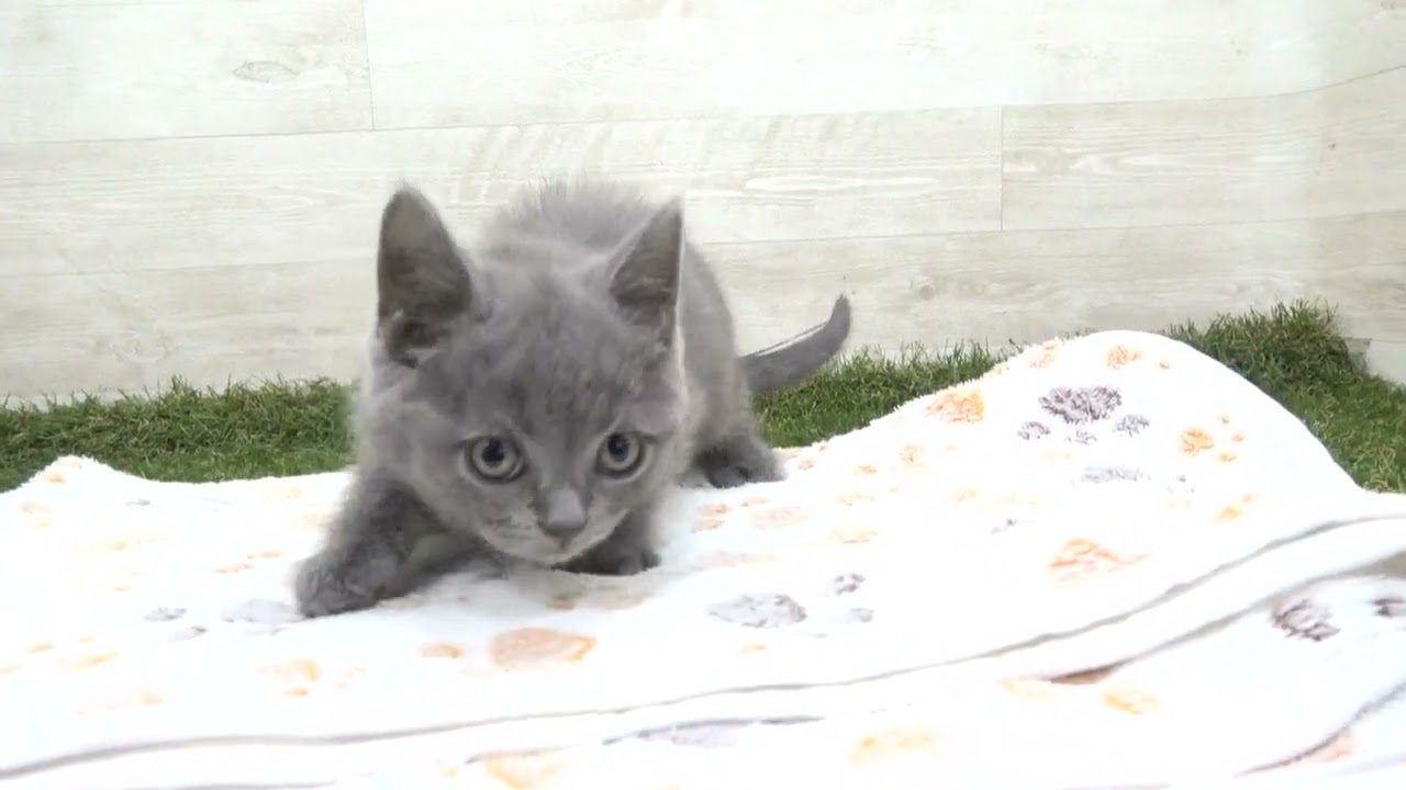 Coo&RIKU　No00615733 ブリティッシュショートヘアー