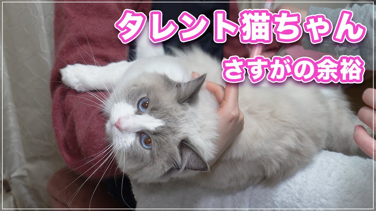 【アリーちゃん】タレント活動をしてる猫ちゃんはどんな状況でも余裕です【ラグドール】