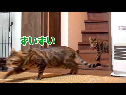 隠し撮りしたらたまちゃん軍が実家でも睨み効かせてました
