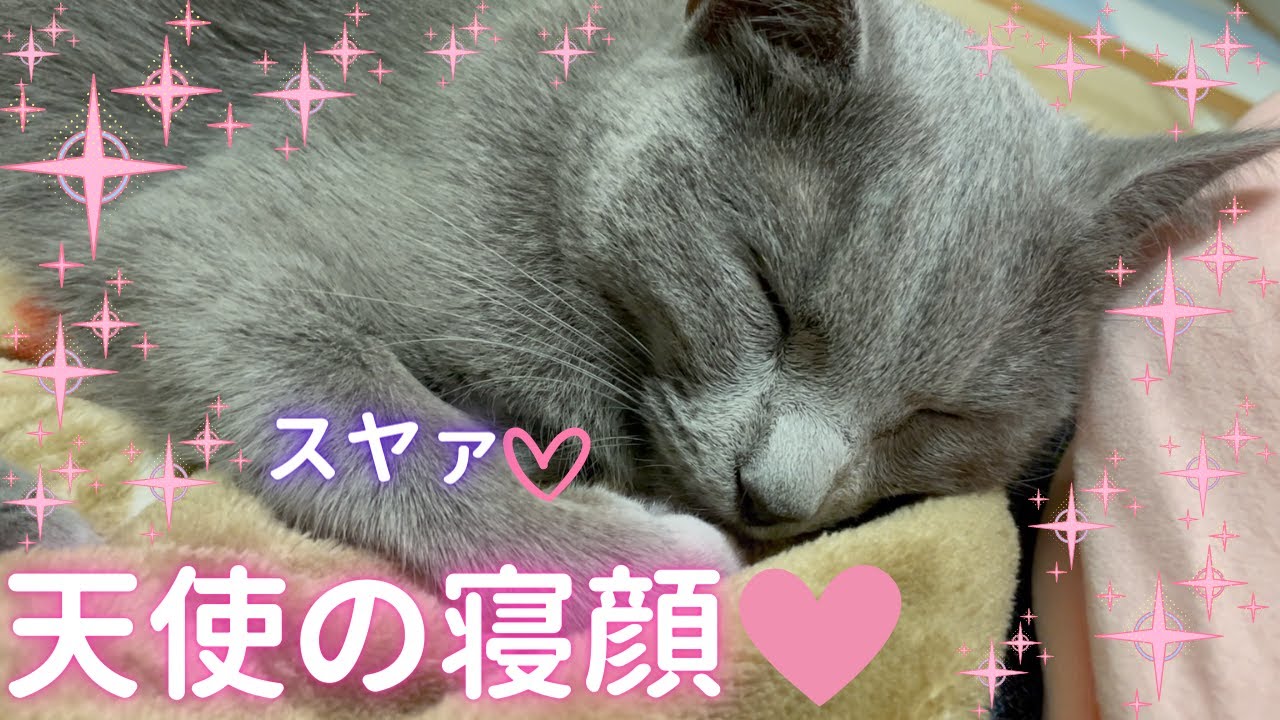 「スヤァ❤️」が可愛すぎる猫（ロシアンブルー）