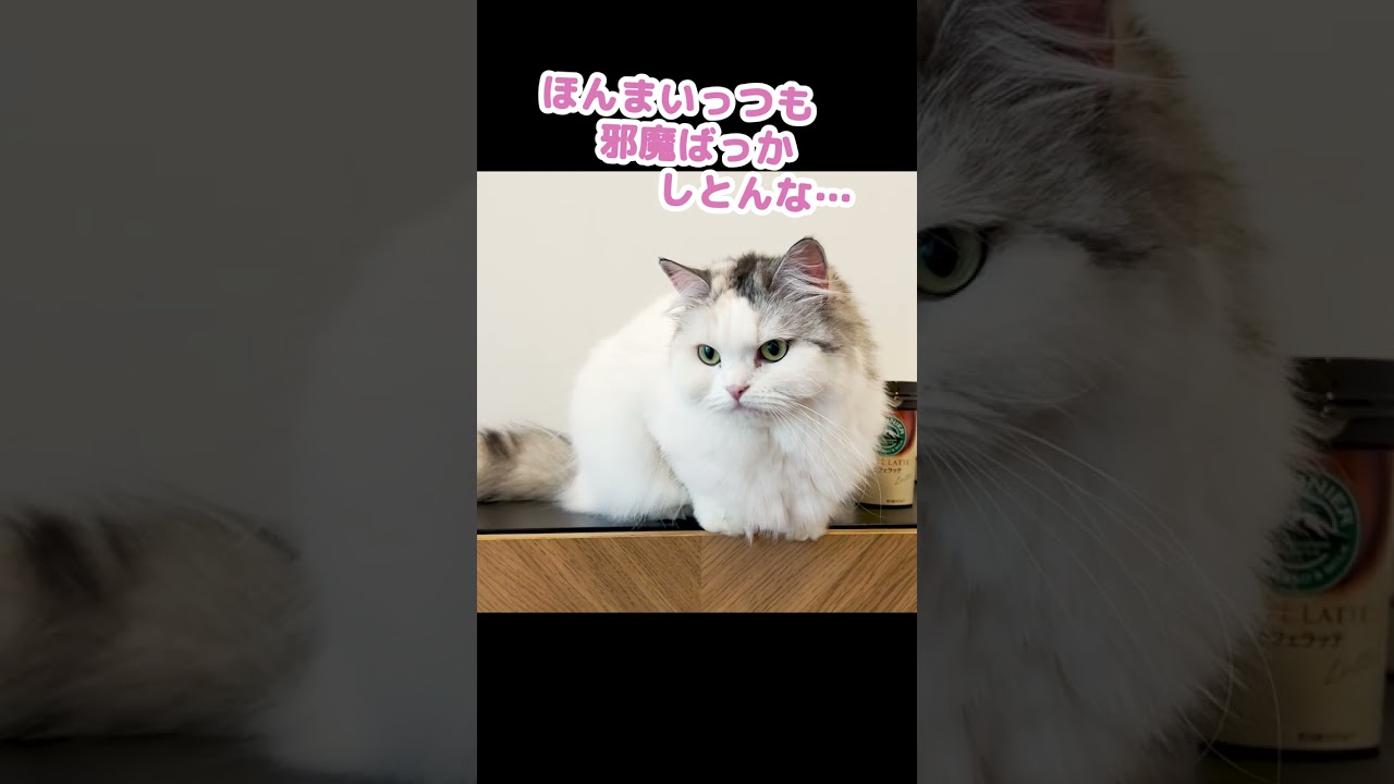 どうしても着いていきたい猫がコチラ #Shorts