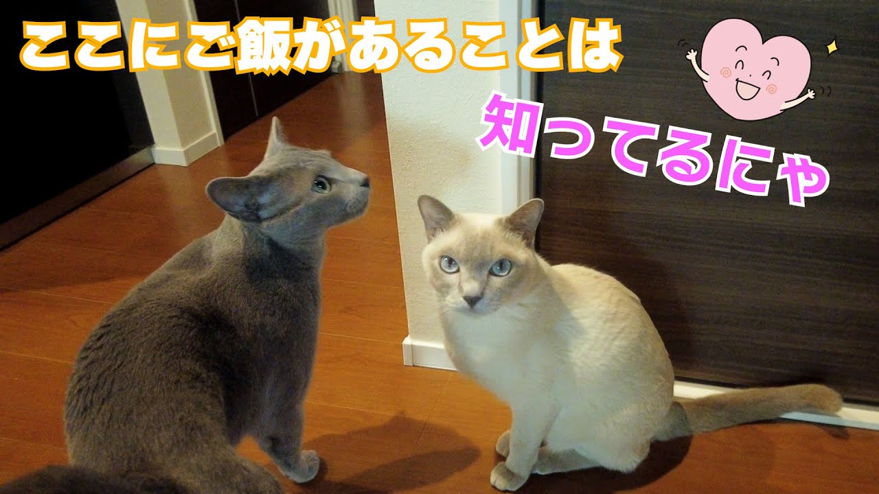 【ご飯前】【ロシアンブルー×トンキニーズ】休日の夕飯前（＃107）