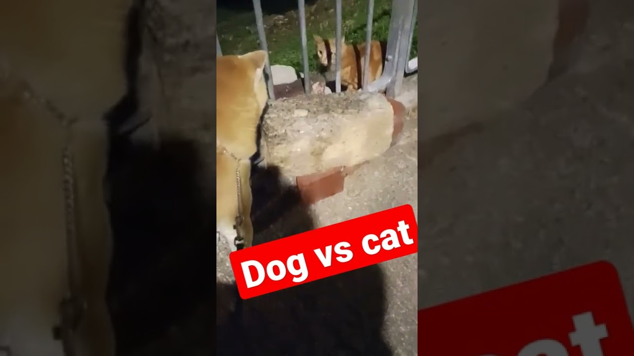Shiba Dog vs Brown Cat