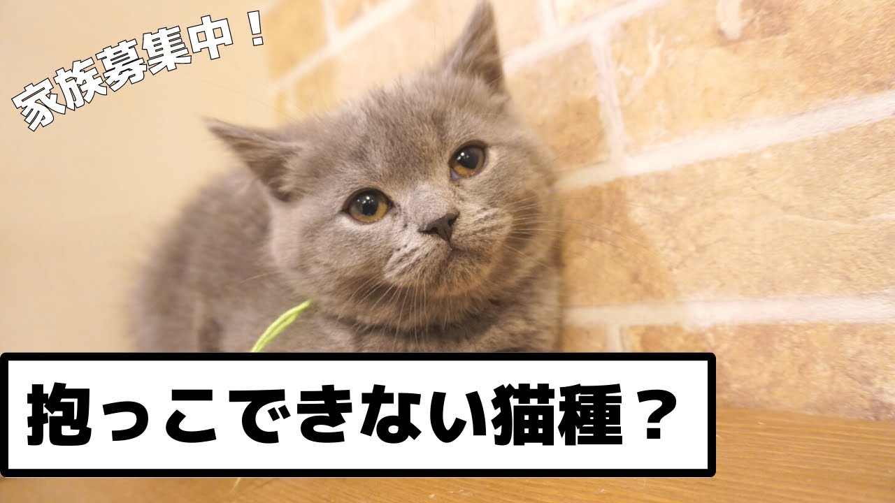 ブリティッシュショートヘアは抱っこできない！？迎える前に【宍戸政俊ブリーダー】神奈川県川崎市