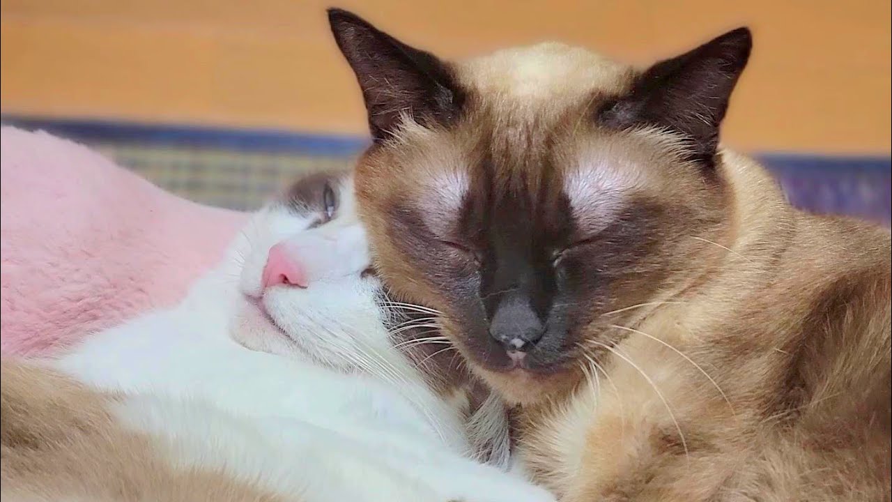 優しい姉シャム猫に抱きしめられて白目になるペポ猫～＋α野良子猫時代🎥