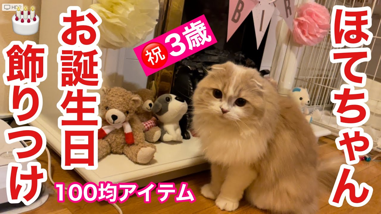 【スコティッシュフォールド】100均アイテムで3歳お誕生日飾りつけ㊗️ほてちゃん