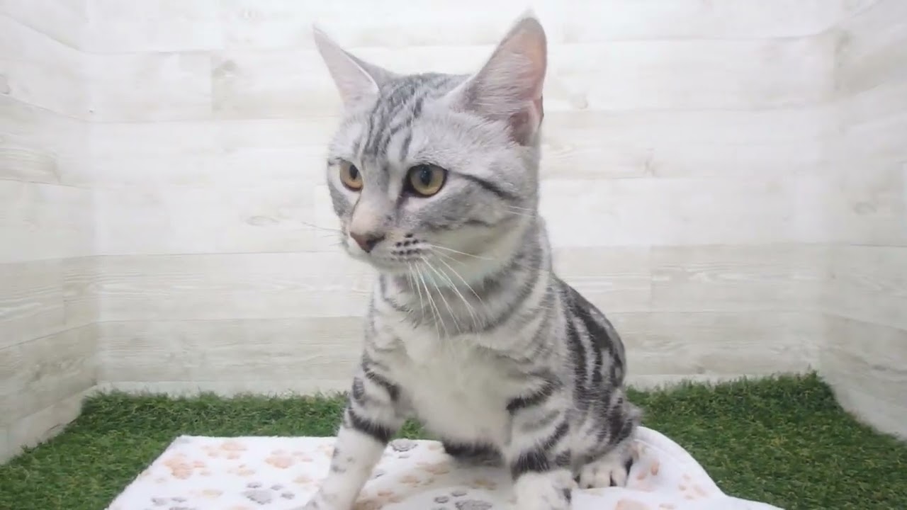 Coo&RIKU　No00615042 アメリカンカール