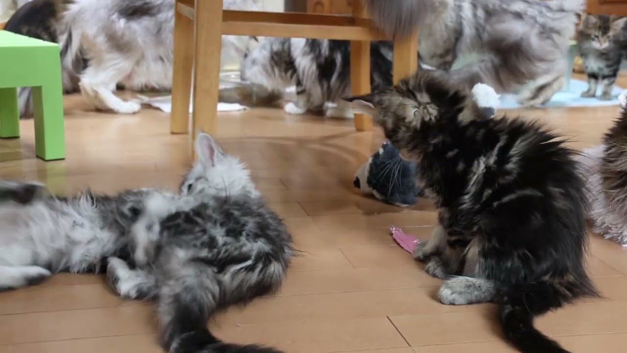 テーブルの下の賑やかなメインクーン子猫達