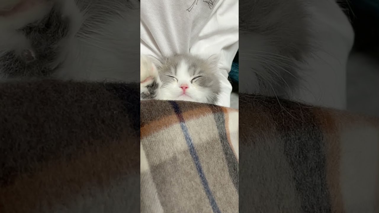 【ラガマフィンのイブ】お腹の上ですやすや眠る子猫【生後2ヶ月】