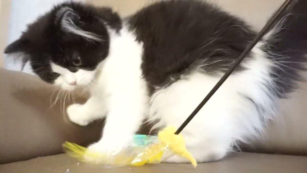 セルカークレックス子猫　2022.9.30産まれ 　ブラック＆ホワイト　　女の子　シーダキャット猫のお店