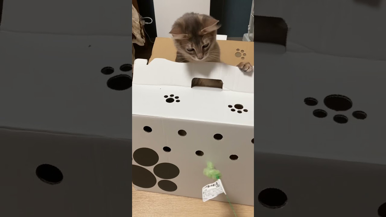 箱入り娘。#cat #猫 #ソマリ